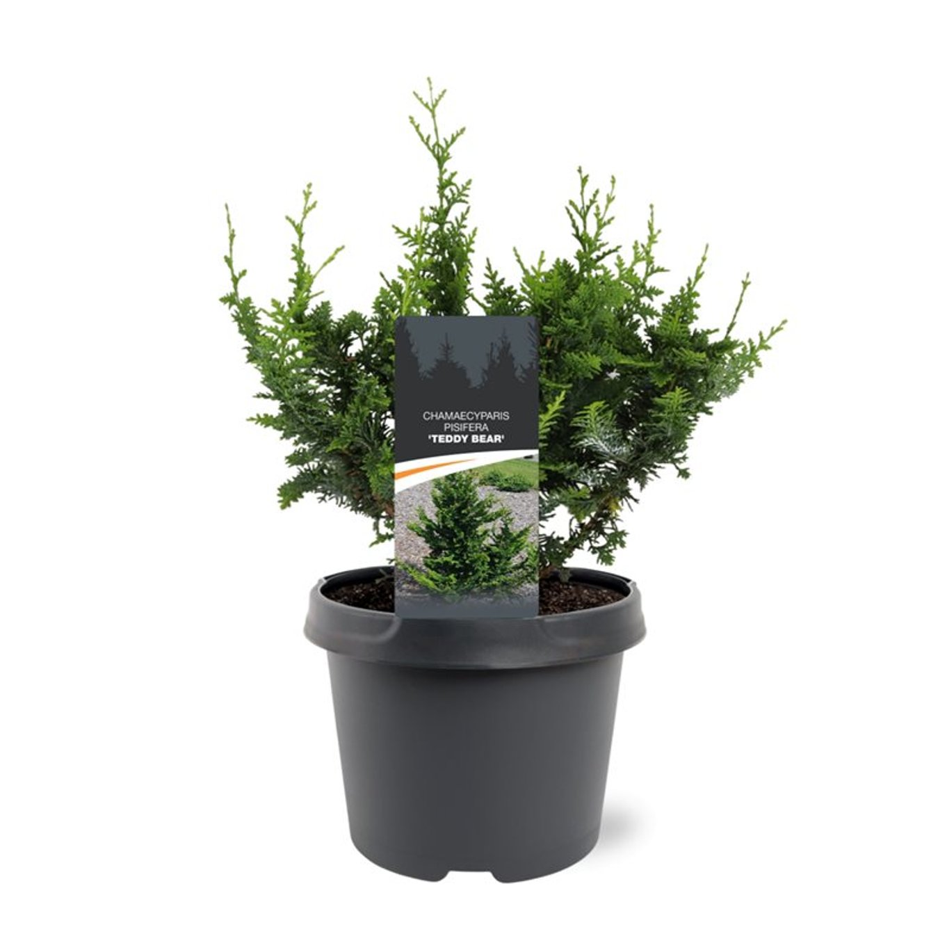 Ädelcypress – Chamaecyparis obtusa 'Teddy Bear' - C3 20-25 CM